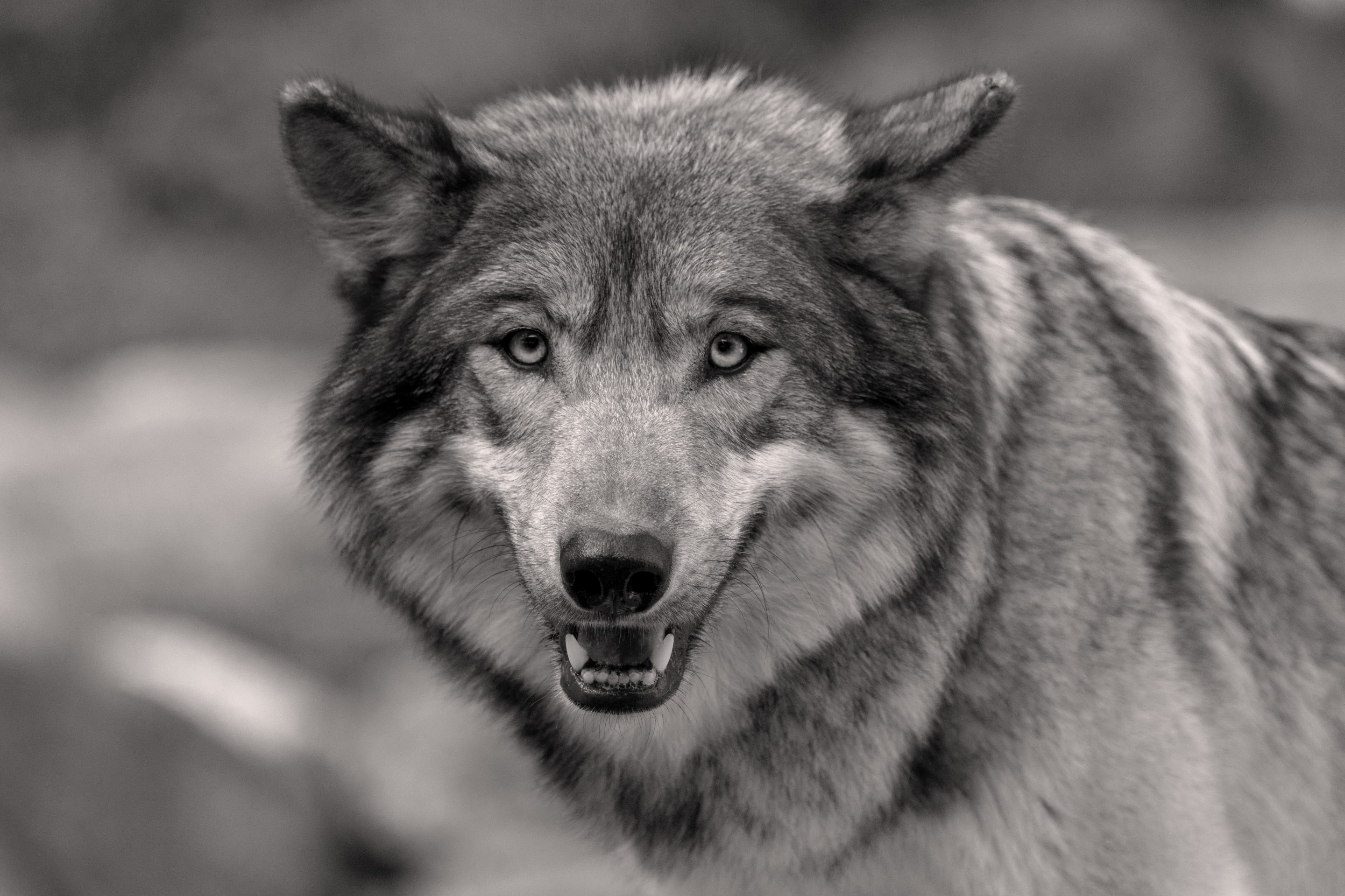 Parc Animalier des Pyrénées<br />
Hautes-Pyrénées<br />
Photographie Animalière<br />
Diego De la Fuintes<br />
Maître de l'image<br />
Photographe<br />
Lourdes<br />
Adé<br />
Pau<br />
Soumoulou<br />
Zoo<br />
Vétérinaire<br />
Portrait Animalier
