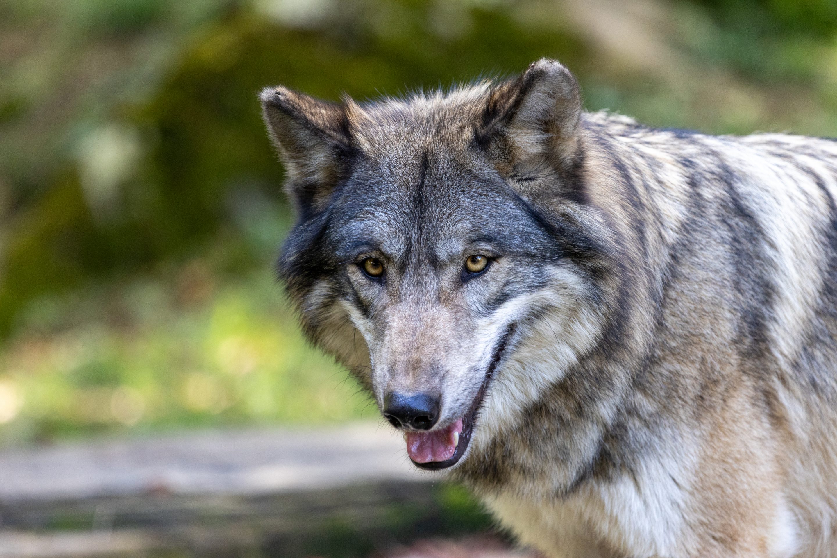 Parc Animalier des Pyrénées<br />
Hautes-Pyrénées<br />
Photographie Animalière<br />
Diego De la Fuintes<br />
Maître de l'image<br />
Photographe<br />
Lourdes<br />
Adé<br />
Pau<br />
Soumoulou<br />
Zoo<br />
Vétérinaire<br />
Portrait Animalier