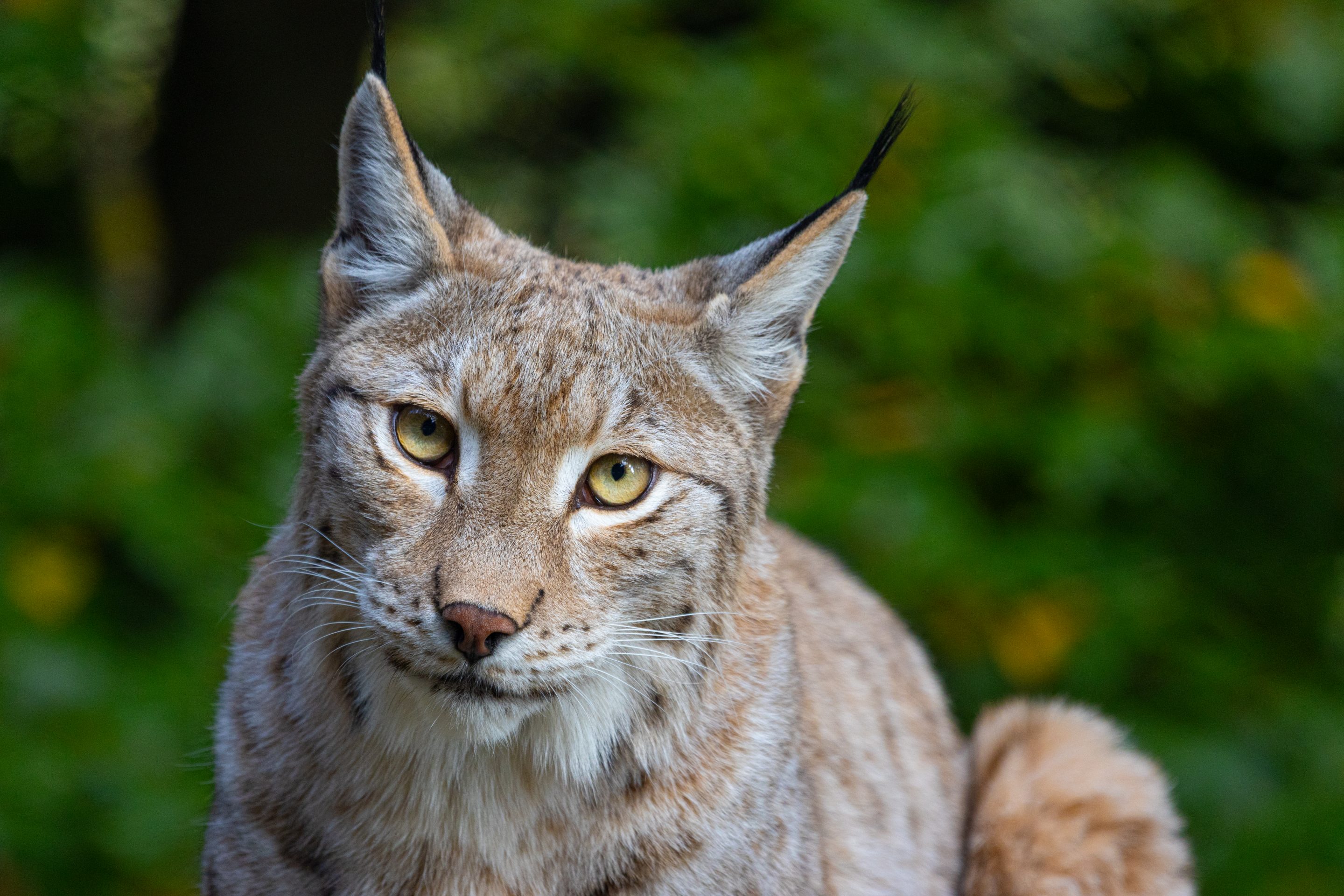 Parc Animalier des Pyrénées<br />
Hautes-Pyrénées<br />
Photographie Animalière<br />
Diego De la Fuintes<br />
Maître de l'image<br />
Photographe<br />
Lourdes<br />
Adé<br />
Pau<br />
Soumoulou<br />
Zoo<br />
Vétérinaire<br />
Portrait Animalier