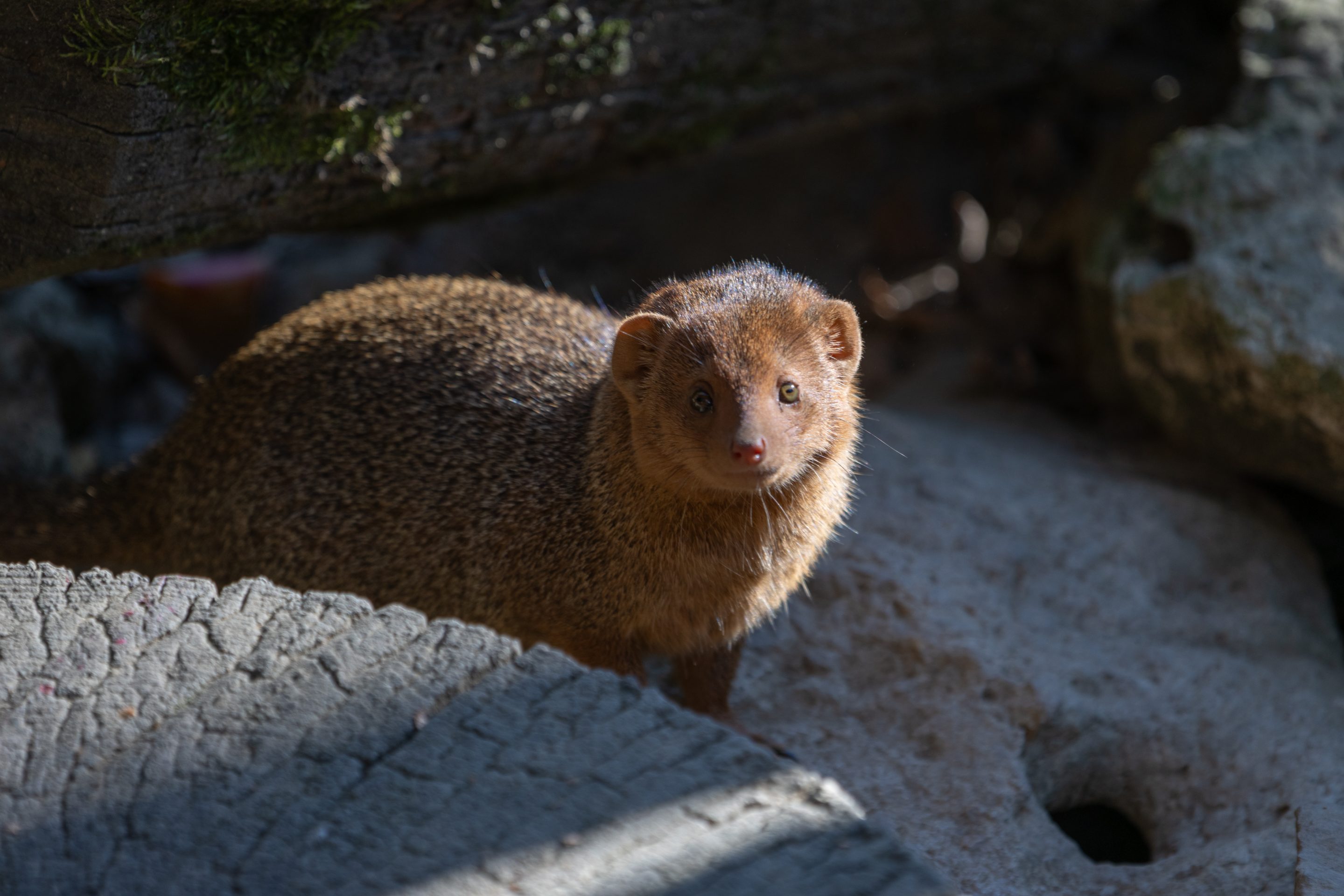 Parc Animalier des Pyrénées<br />
Hautes-Pyrénées<br />
Photographie Animalière<br />
Diego De la Fuintes<br />
Maître de l'image<br />
Photographe<br />
Lourdes<br />
Adé<br />
Pau<br />
Soumoulou<br />
Zoo<br />
Vétérinaire<br />
Portrait Animalier