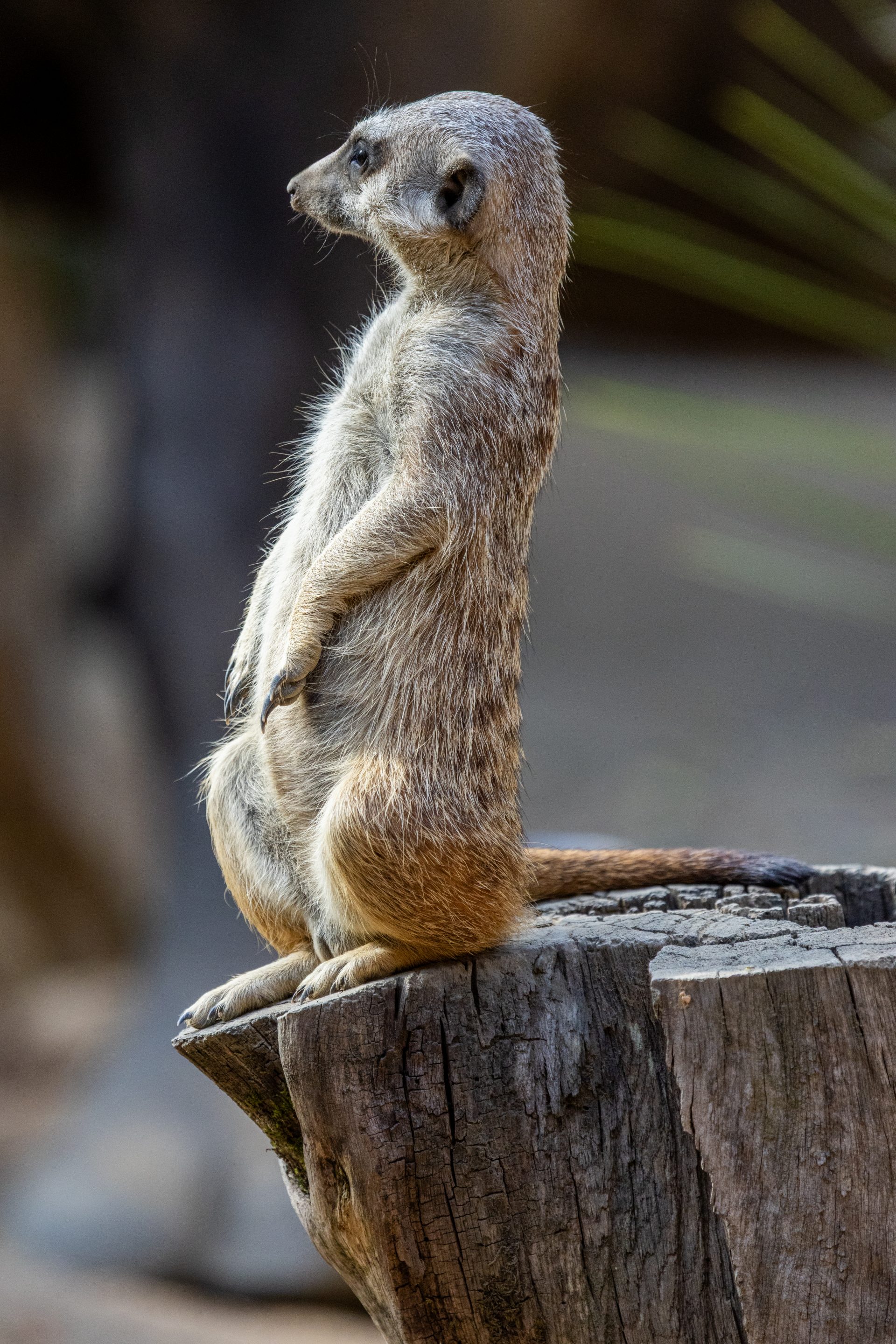 Parc Animalier des Pyrénées<br />
Hautes-Pyrénées<br />
Photographie Animalière<br />
Diego De la Fuintes<br />
Maître de l'image<br />
Photographe<br />
Lourdes<br />
Adé<br />
Pau<br />
Soumoulou<br />
Zoo<br />
Vétérinaire<br />
Portrait Animalier