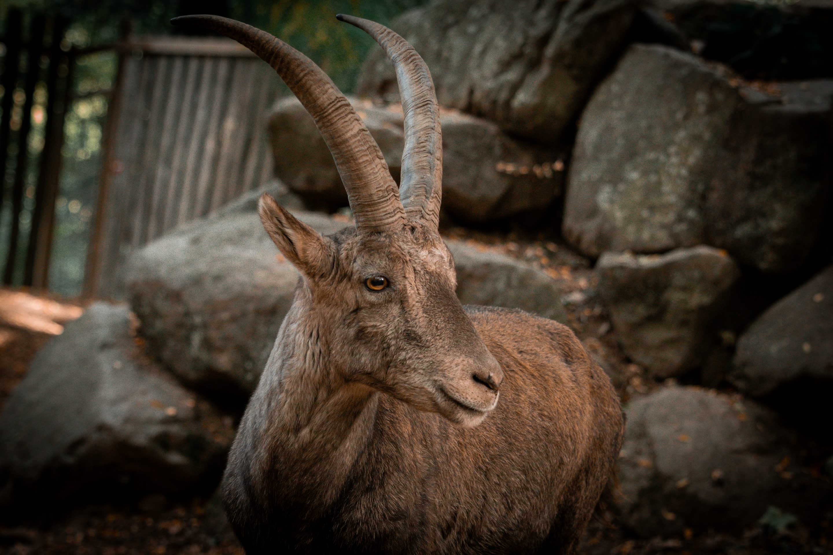 Parc Animalier des Pyrénées<br />
Hautes-Pyrénées<br />
Photographie Animalière<br />
Diego De la Fuintes<br />
Maître de l'image<br />
Photographe<br />
Lourdes<br />
Adé<br />
Pau<br />
Soumoulou<br />
Zoo<br />
Vétérinaire<br />
Portrait Animalier