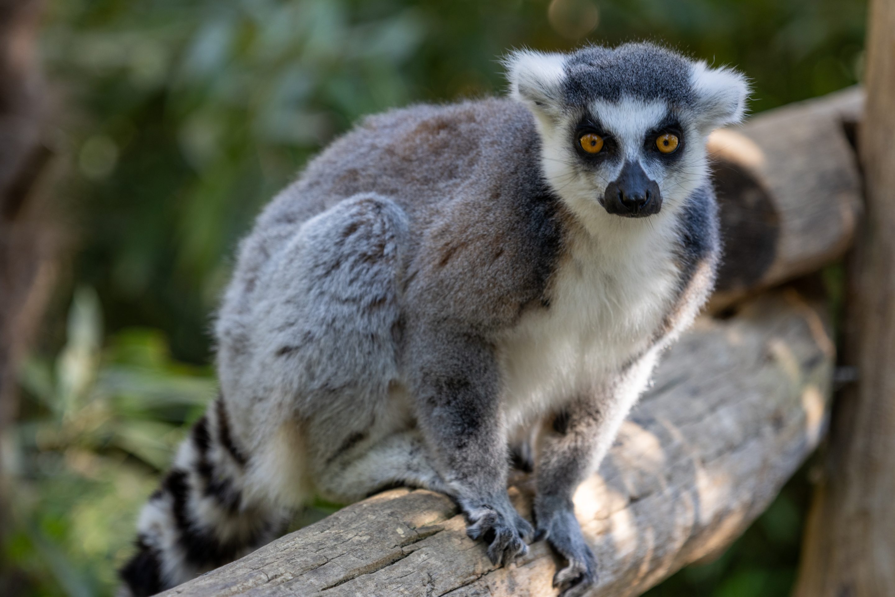 Parc Animalier des Pyrénées<br />
Hautes-Pyrénées<br />
Photographie Animalière<br />
Diego De la Fuintes<br />
Maître de l'image<br />
Photographe<br />
Lourdes<br />
Adé<br />
Pau<br />
Soumoulou<br />
Zoo<br />
Vétérinaire<br />
Portrait Animalier