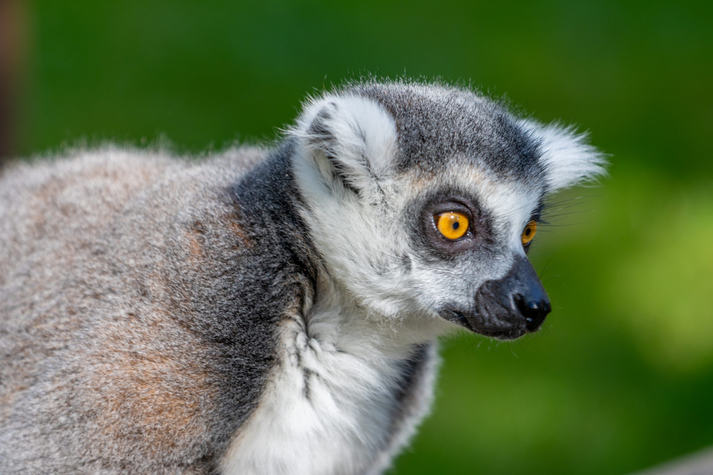 Parc Animalier des Pyrénées<br />
Hautes-Pyrénées<br />
Photographie Animalière<br />
Diego De la Fuintes<br />
Maître de l'image<br />
Photographe<br />
Lourdes<br />
Adé<br />
Pau<br />
Soumoulou<br />
Zoo<br />
Vétérinaire<br />
Portrait Animalier
