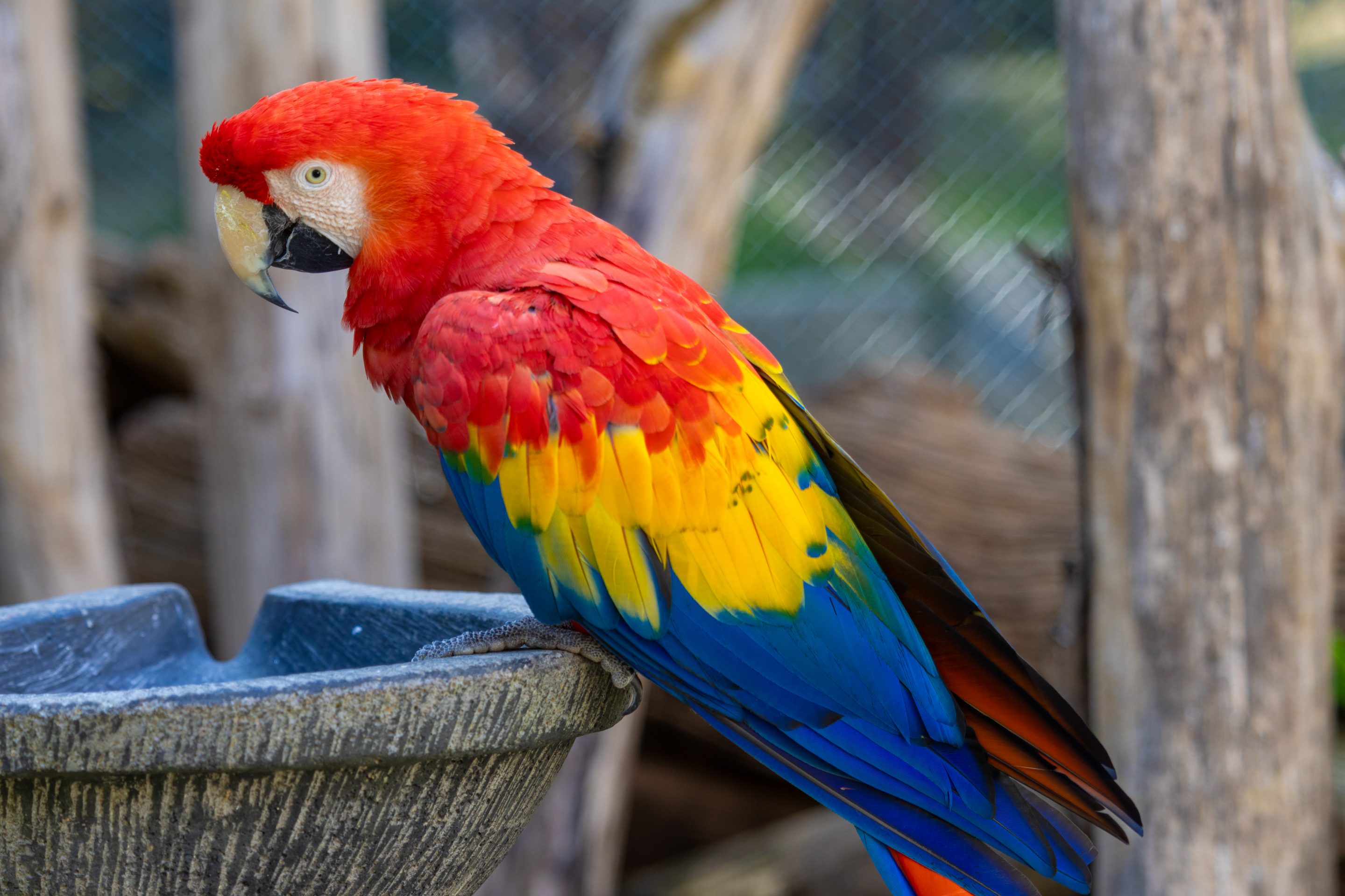 Parc Animalier des Pyrénées<br />
Hautes-Pyrénées<br />
Photographie Animalière<br />
Diego De la Fuintes<br />
Maître de l'image<br />
Photographe<br />
Lourdes<br />
Adé<br />
Pau<br />
Soumoulou<br />
Zoo<br />
Vétérinaire<br />
Portrait Animalier