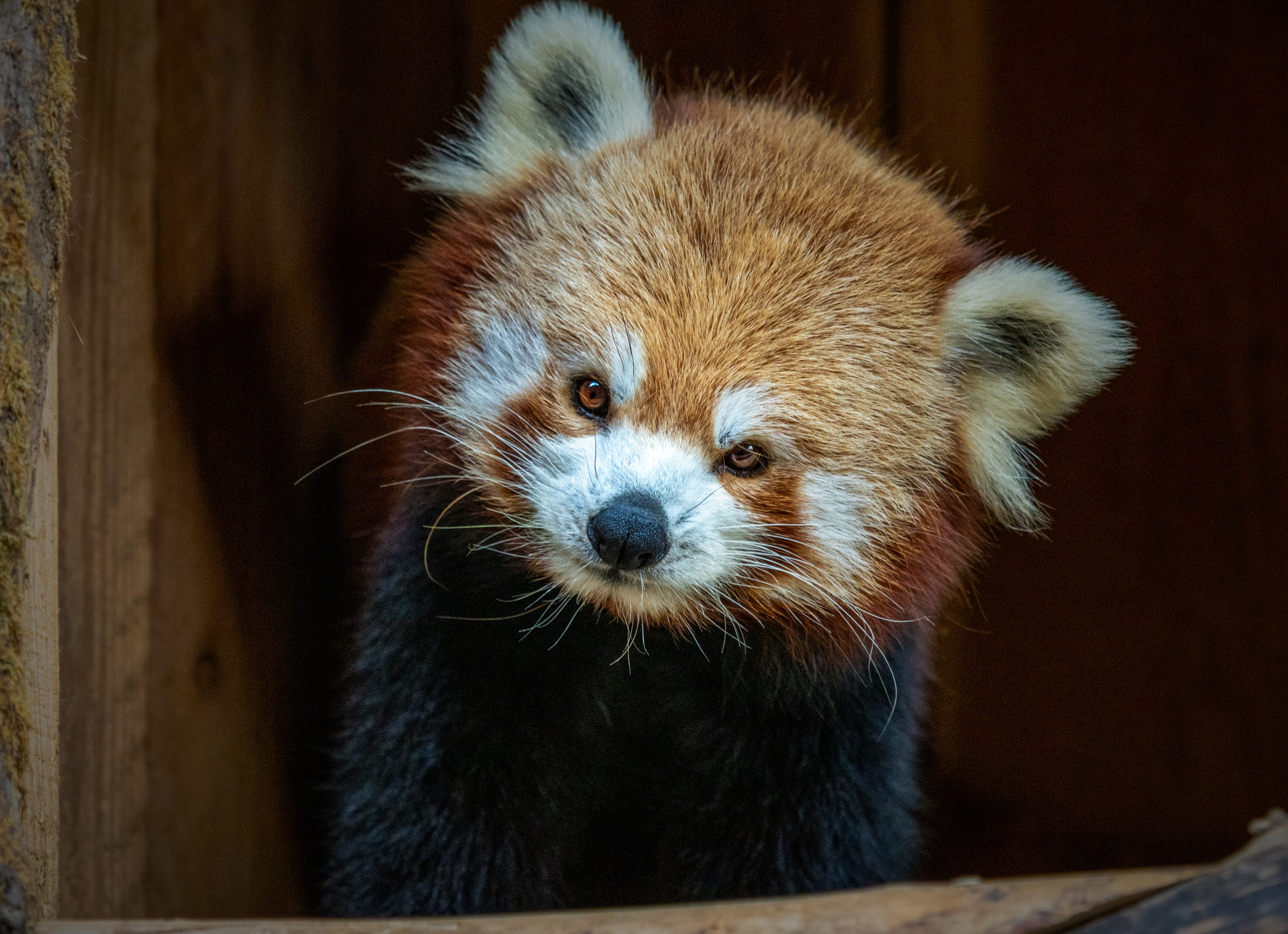 Parc Animalier des Pyrénées<br />
Hautes-Pyrénées<br />
Photographie Animalière<br />
Diego De la Fuintes<br />
Maître de l'image<br />
Photographe<br />
Lourdes<br />
Adé<br />
Pau<br />
Soumoulou<br />
Zoo<br />
Vétérinaire<br />
Portrait Animalier