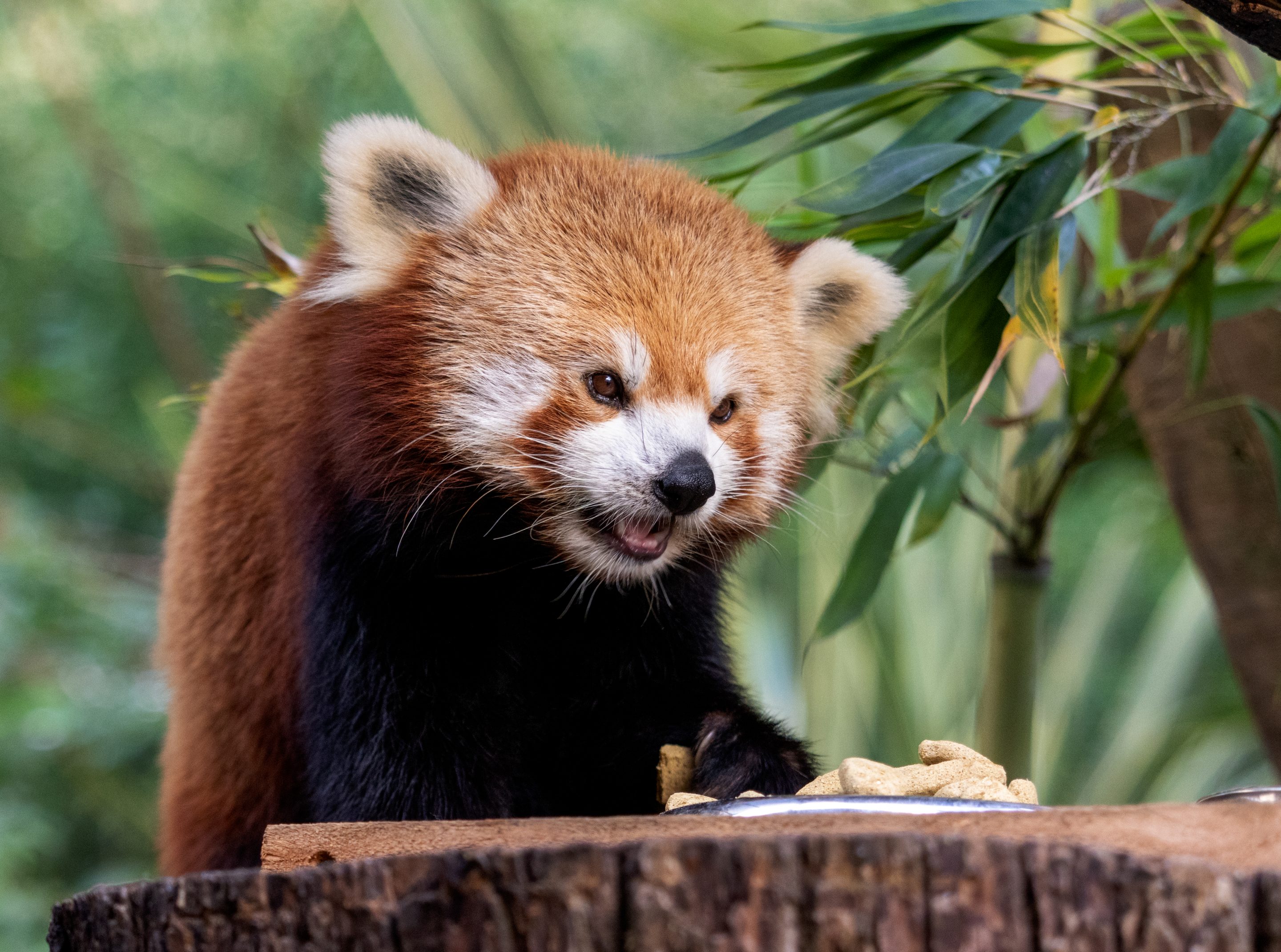 Parc Animalier des Pyrénées<br />
Hautes-Pyrénées<br />
Photographie Animalière<br />
Diego De la Fuintes<br />
Maître de l'image<br />
Photographe<br />
Lourdes<br />
Adé<br />
Pau<br />
Soumoulou<br />
Zoo<br />
Vétérinaire<br />
Portrait Animalier