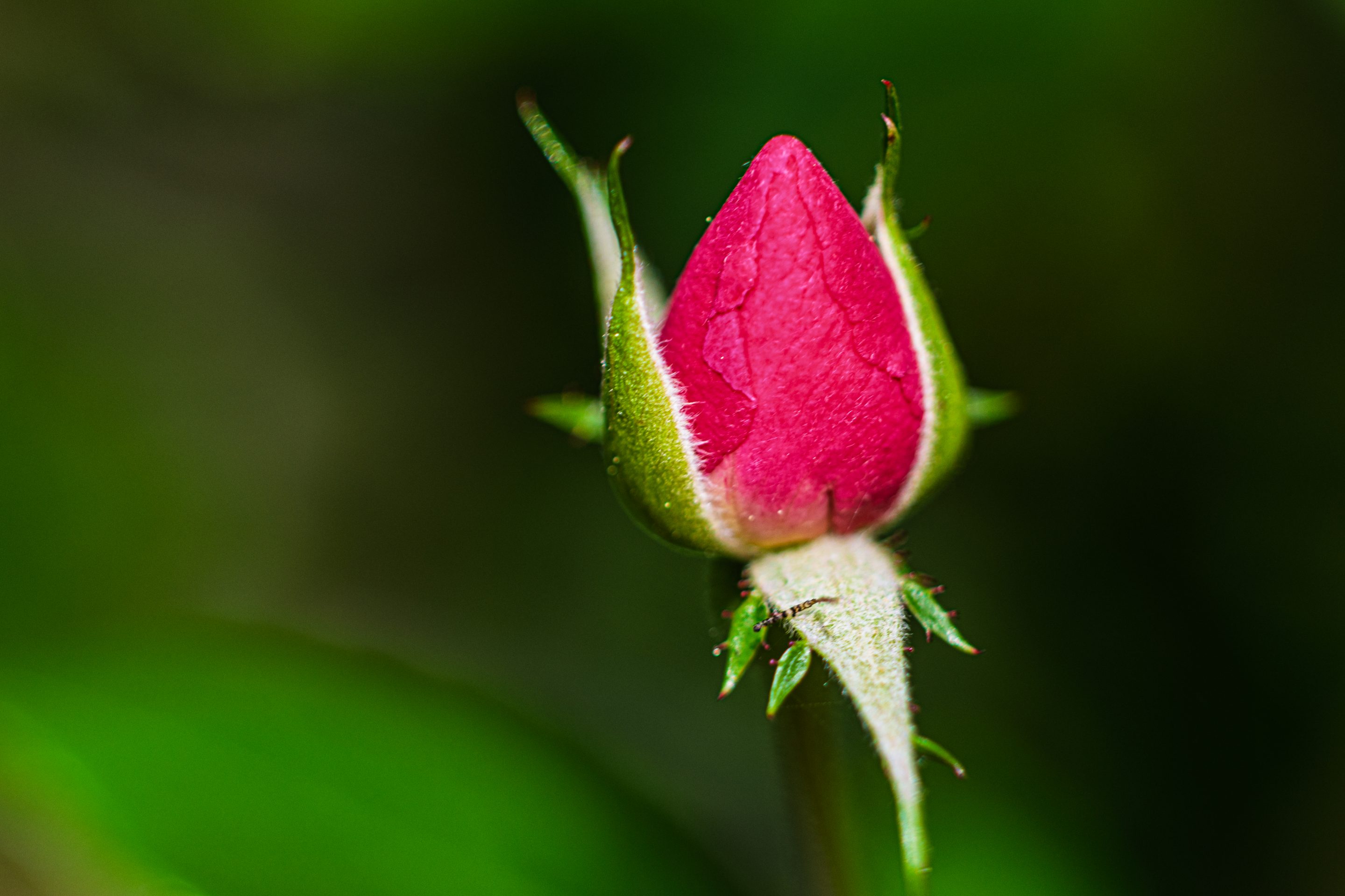 Agent Tina Oury Diego De la Fuintes Lescar Zoo Macro Canon RF Canon R7 Tarbes Photographe sur Tarbes Ibos Pau Toulouse Vétérinaire Animaux Fleur Macro Insecte Papillon Société Agent de Photographe Agent Réseau Atlantis City Dynabuy Serre Pyrénées Lourdes Zoo Parc Animalier 
