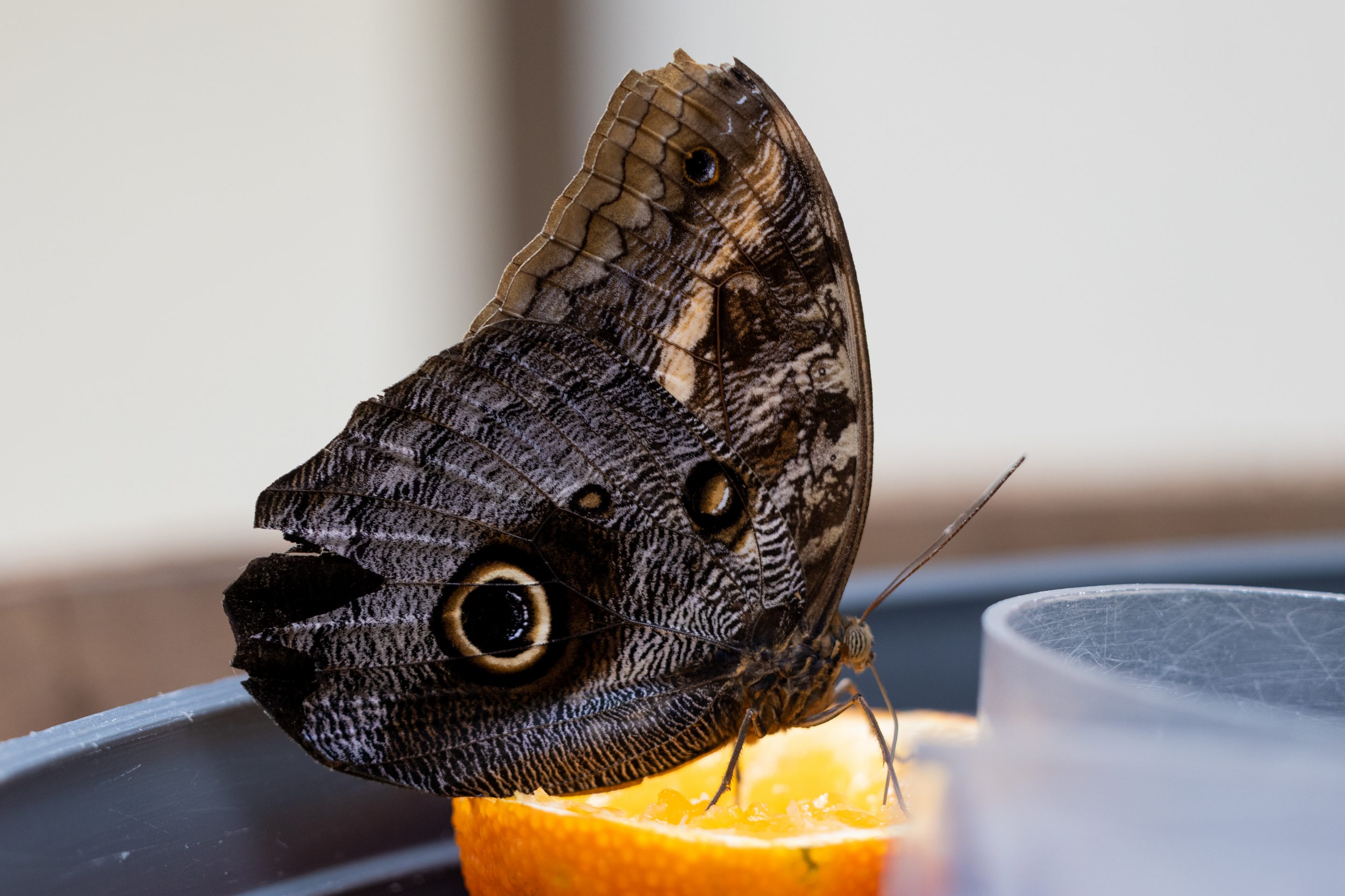 Agent Tina Oury Diego De la Fuintes Lescar Zoo Macro Canon RF Canon R7 Tarbes Photographe sur Tarbes Ibos Pau Toulouse Vétérinaire Animaux Fleur Macro Insecte Papillon Société Agent de Photographe Agent Réseau Atlantis City Dynabuy Serre Pyrénées Lourdes Zoo Parc Animalier 