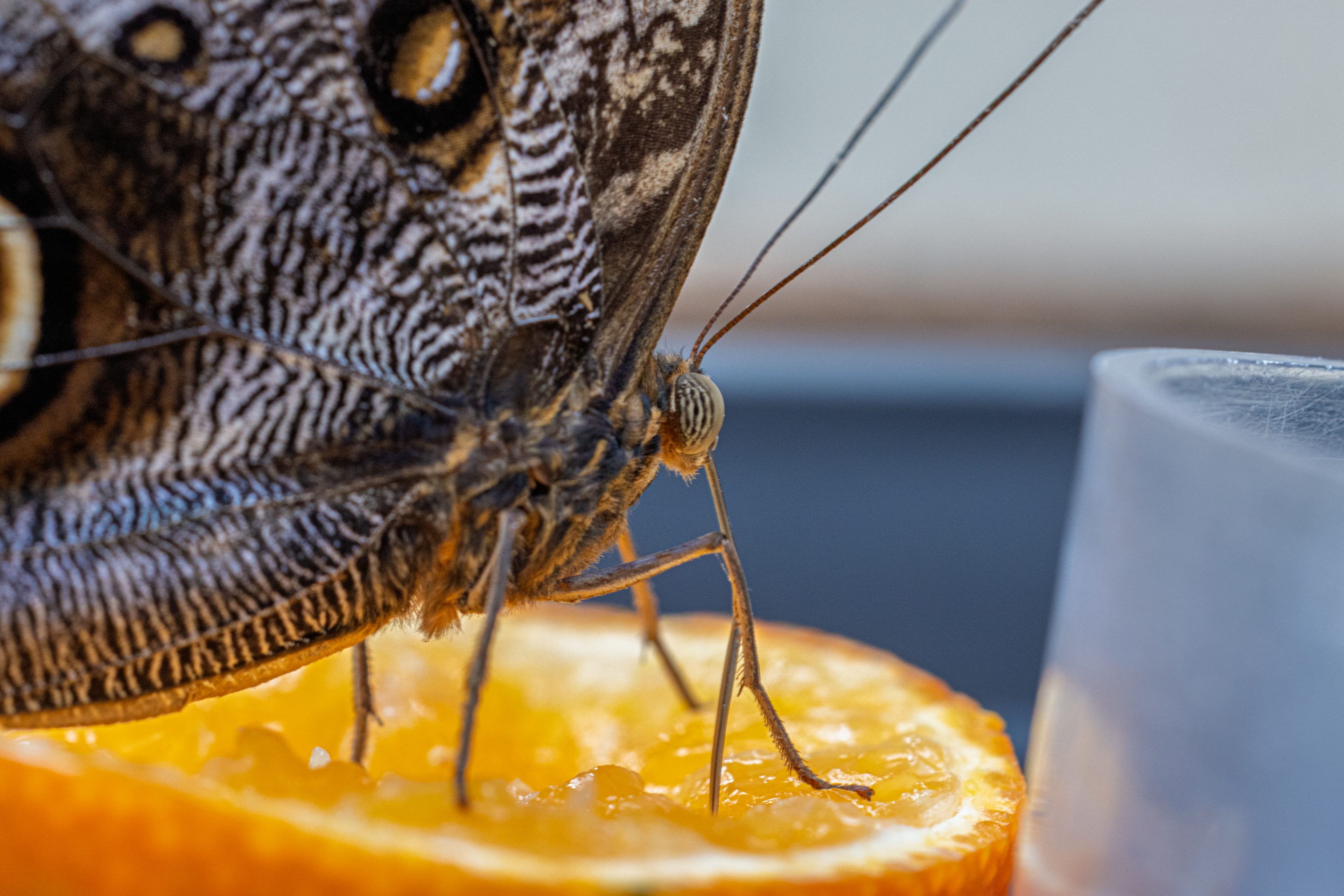 Agent Tina Oury Diego De la Fuintes Lescar Zoo Macro Canon RF Canon R7 Tarbes Photographe sur Tarbes Ibos Pau Toulouse Vétérinaire Animaux Fleur Macro Insecte Papillon Société Agent de Photographe Agent Réseau Atlantis City Dynabuy Serre Pyrénées Lourdes Zoo Parc Animalier 
